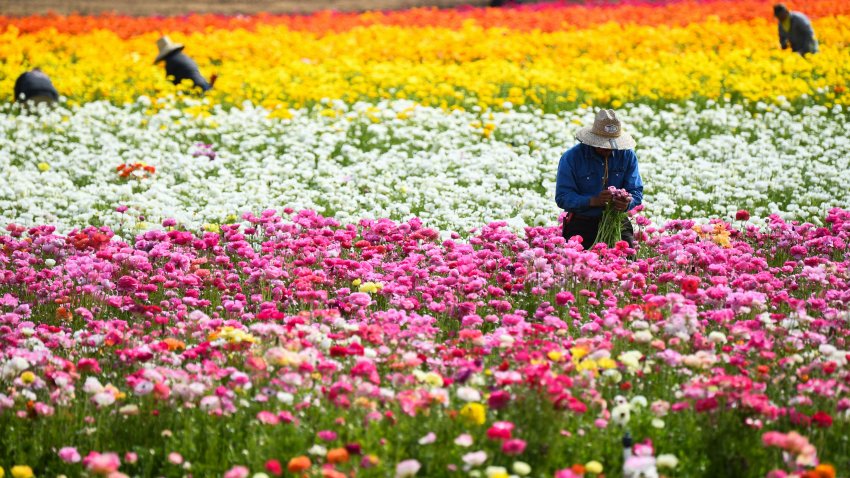 Workers tend to and gather Giant Ranunculus flowers in The Flower Fields at Carlsbad Ranch on March 16, 2022 in Carlsbad, California. – The flower fields feature approximately 70 million ranunculus blooms across 55 acres on the working agricultural flower farm. (Photo by Patrick T. FALLON / AFP) (Photo by PATRICK T. FALLON/AFP via Getty Images)