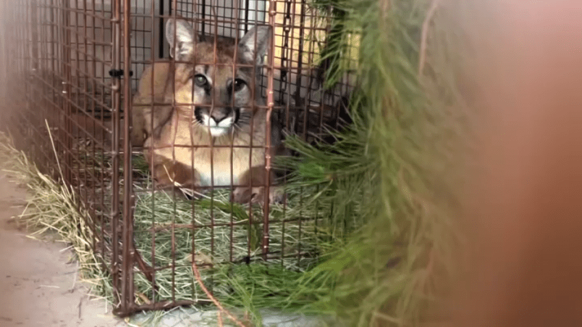 A young mountain lion sits in a cage